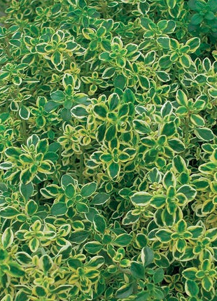 Čiobrelis citrininis 'Variegated Leaves'