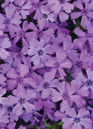 Flioksas ylalapis 'Purple Beauty'