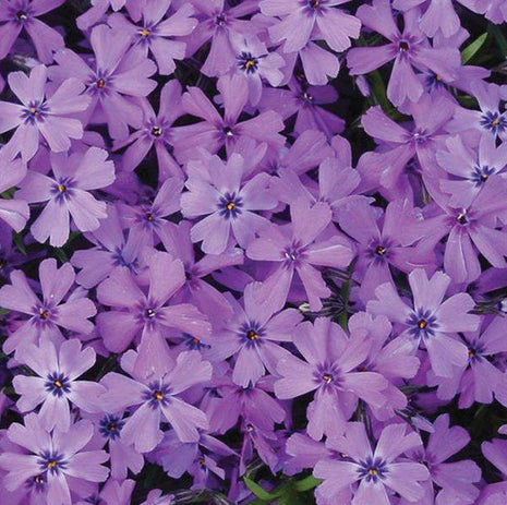 Flioksas ylalapis 'Purple Beauty'