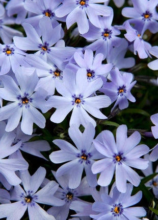 Flioksas ylalapis 'Spring Blue'