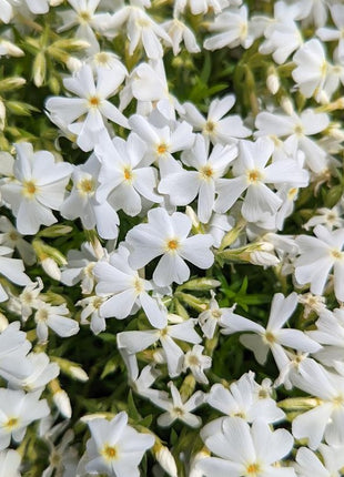 Flioksas ylalapis 'Spring White'
