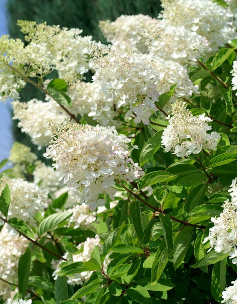 Hortenzija šluotelinė 'Grandiflora
