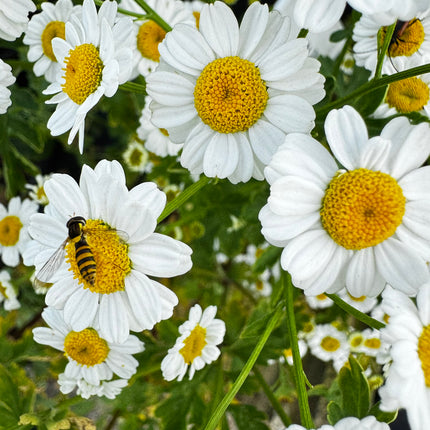 Skaistenis vaistinis