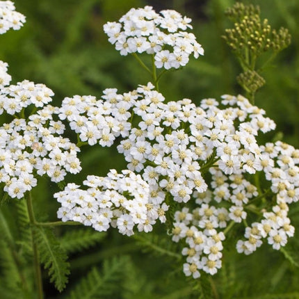 Kraujažolė paprastoji 'Wildform'