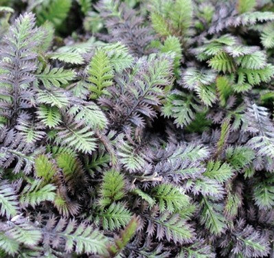 Leptinela 'Platt's Black'