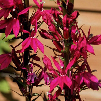 Lobelija puošnioji 'Russian Princess'