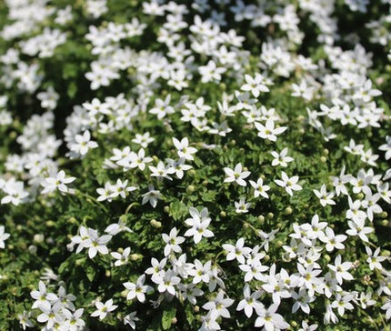 Lyguolė pelkinė 'Alba'