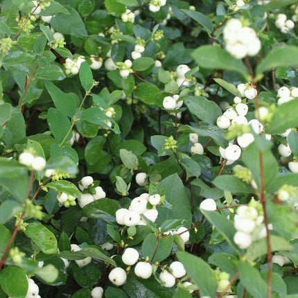 Meškytė baltauogė 'White Hedge'