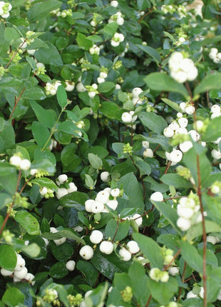 Meškytė baltauogė 'White Hedge'