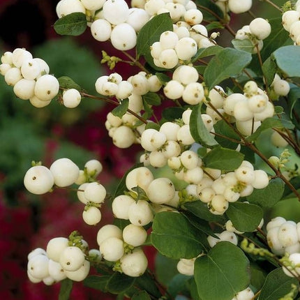 Meškytė baltauogė 'White Hedge'