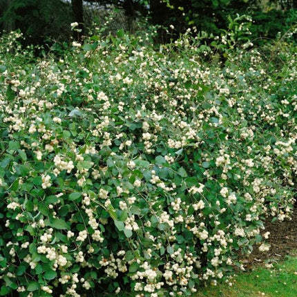 Meškytė baltauogė 'White Hedge'