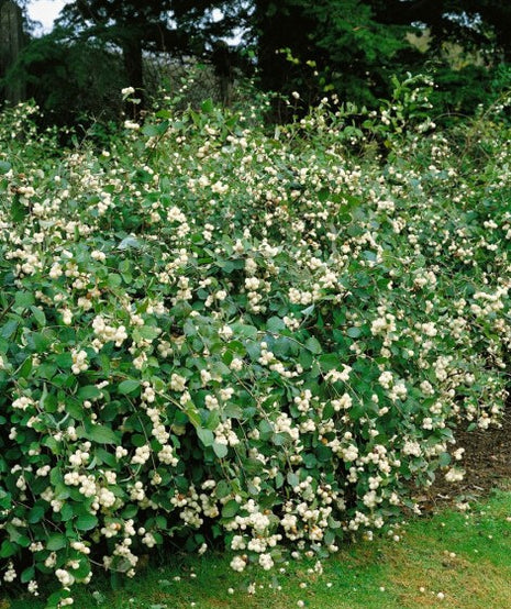 Meškytė baltauogė 'White Hedge'