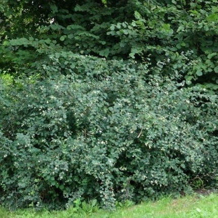 Meškytė baltauogė 'White Hedge'