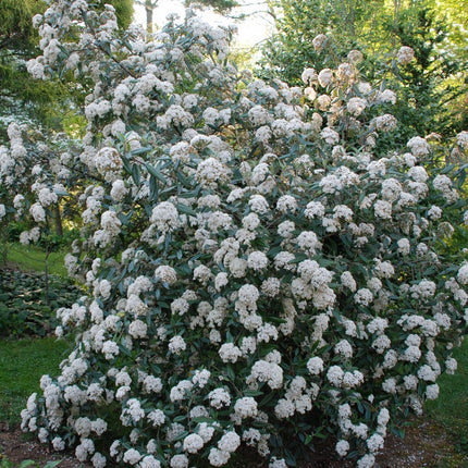 Putinas farero 'December Dwarf'