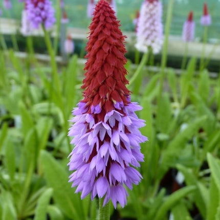 Raktažolė orchidinė