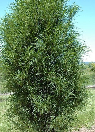 Šaltekšnis paprastasis 'Asplenifolia'
