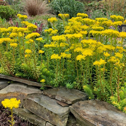 Šilokas lenktalapis 'Angelina'
