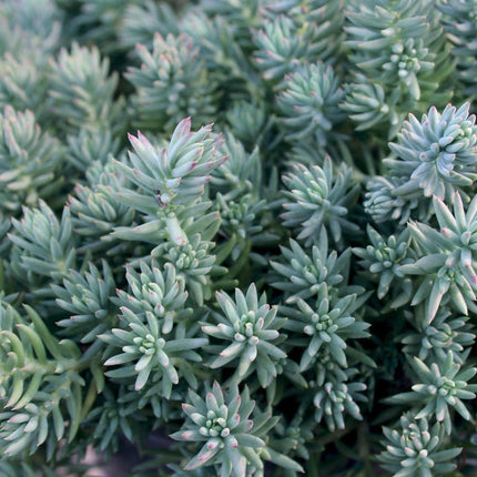 Šilokas lenktalapis 'Silver'