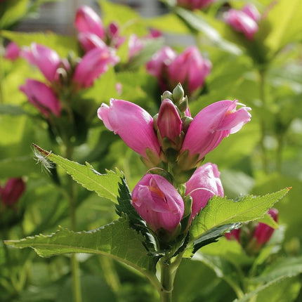 Vėžlūnė plačioji