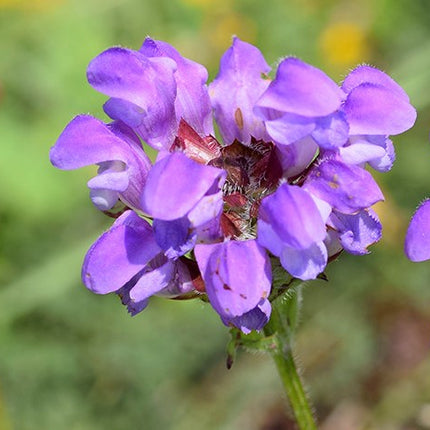 Juodgalvė didžiažiedė