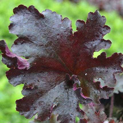 Alūnė 'Black Taffeta'