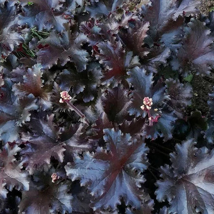 Alūnė 'Black Taffeta'