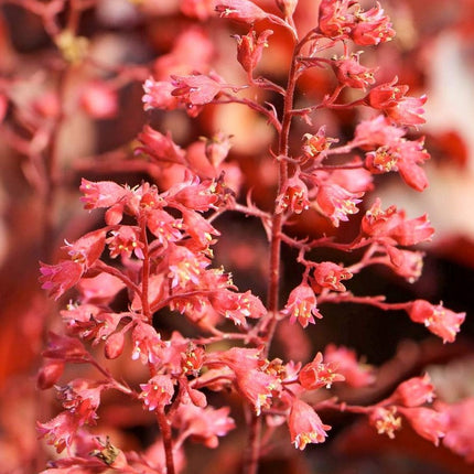 Alūnė 'Cherry Cola'