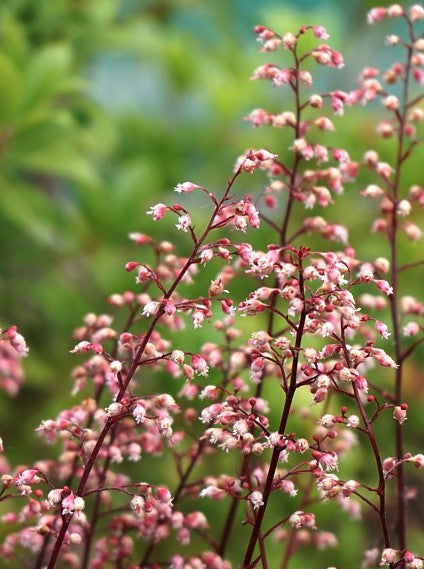 Alūnė 'Cherry Truffles'