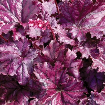 Alūnė 'Forever Purple'