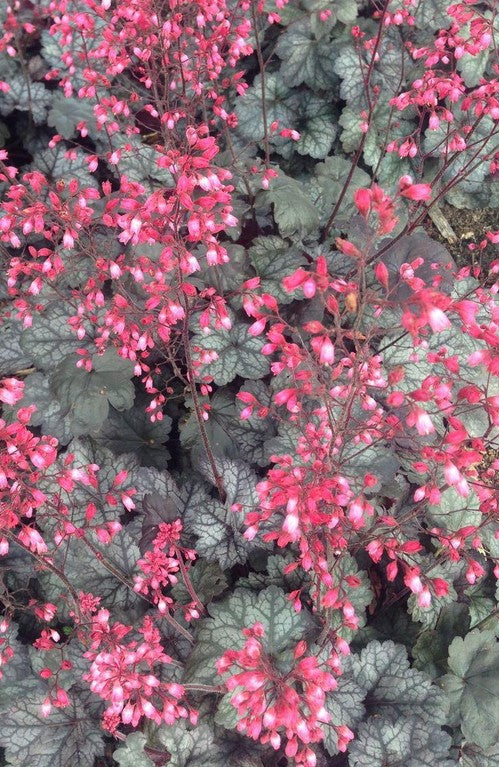 Alūnė 'Glitter'
