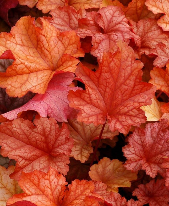 Alūnė 'Paprika'