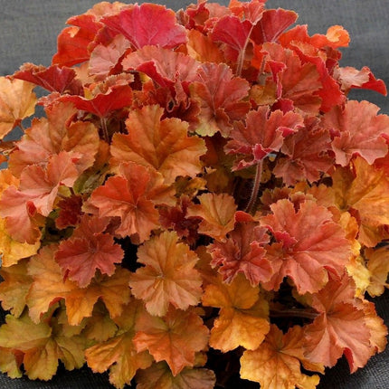 Alūnė 'Rockies Amber'