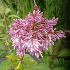 Alyva gyslotoji 'Ursula'