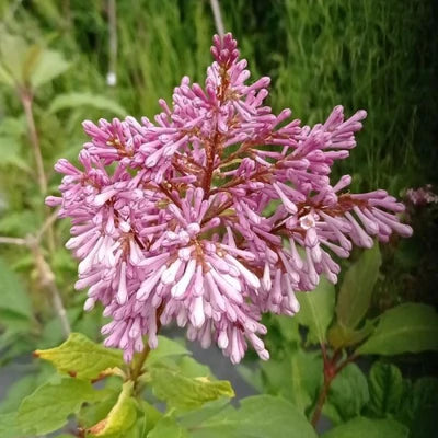 Alyva gyslotoji 'Ursula'