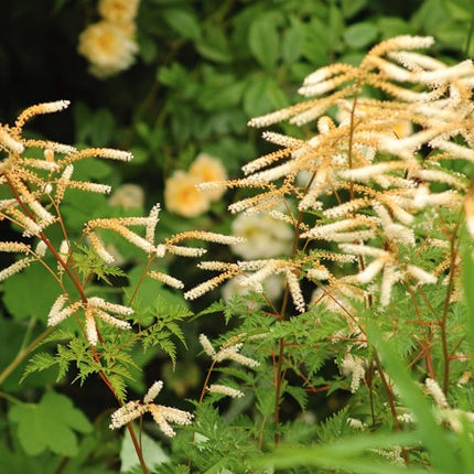 Arunkas paprastasis 'Horatio'
