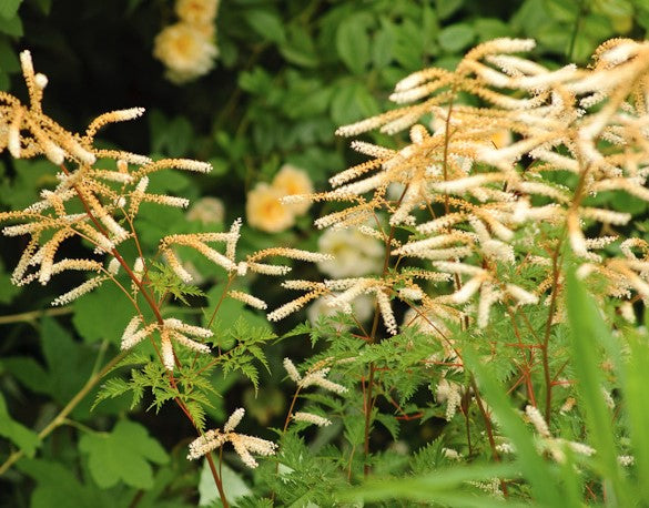 Arunkas paprastasis 'Horatio'