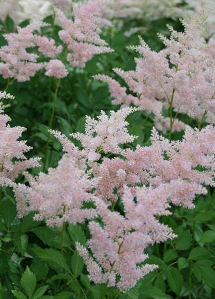 Astilbė japoninė 'Peach Blossom'