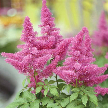 Astilbė 'Gloria Purpurea'