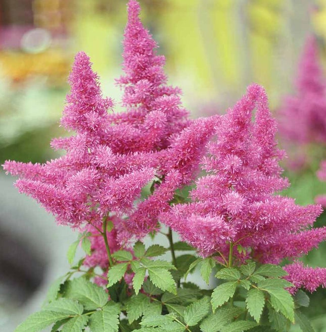 Astilbė 'Gloria Purpurea'