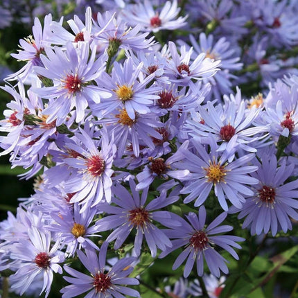 Astras širdžialapis 'Little Carlow'