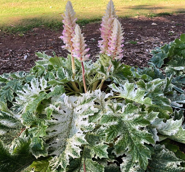 Akantas švelnusis 'Tasmanian Angel'