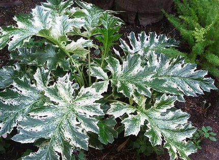Akantas švelnusis 'Whitewater'