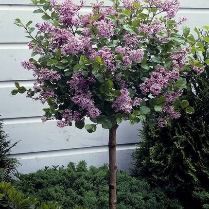 Alyva majerio 'Palibin' skiepyta
