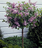 Alyva majerio 'Palibin' skiepyta