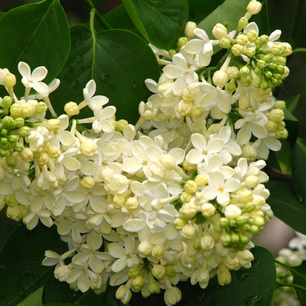 Alyva paprastoji 'Prim Rose'