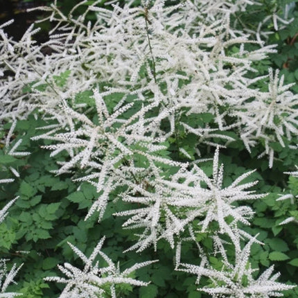 Arunkas paprastasis 'Misty Lace'