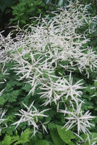 Arunkas paprastasis 'Misty Lace'