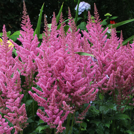 Astilbė kininė 'Vision in Pink'