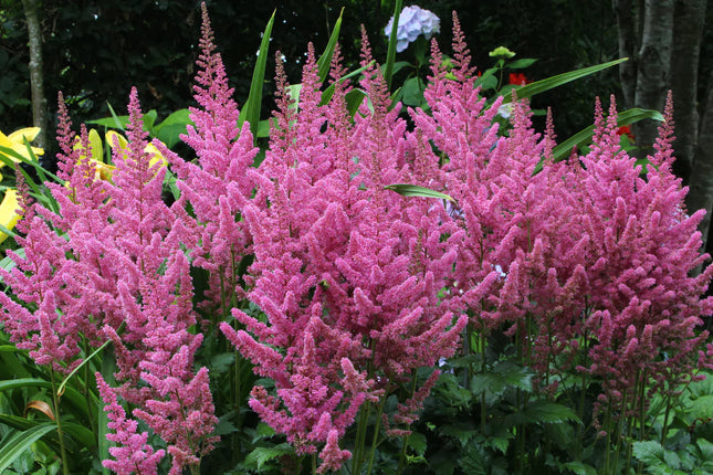Astilbė kininė 'Vision in Pink'