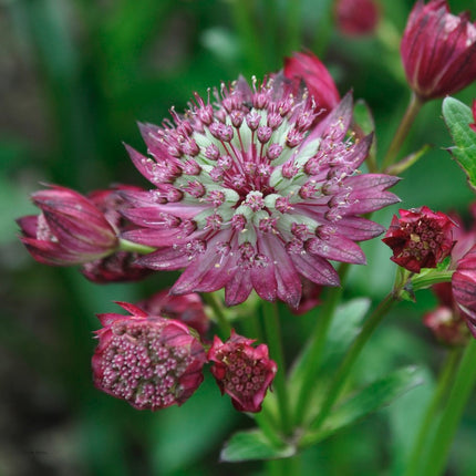 Astrancija didžioji 'Rubra'